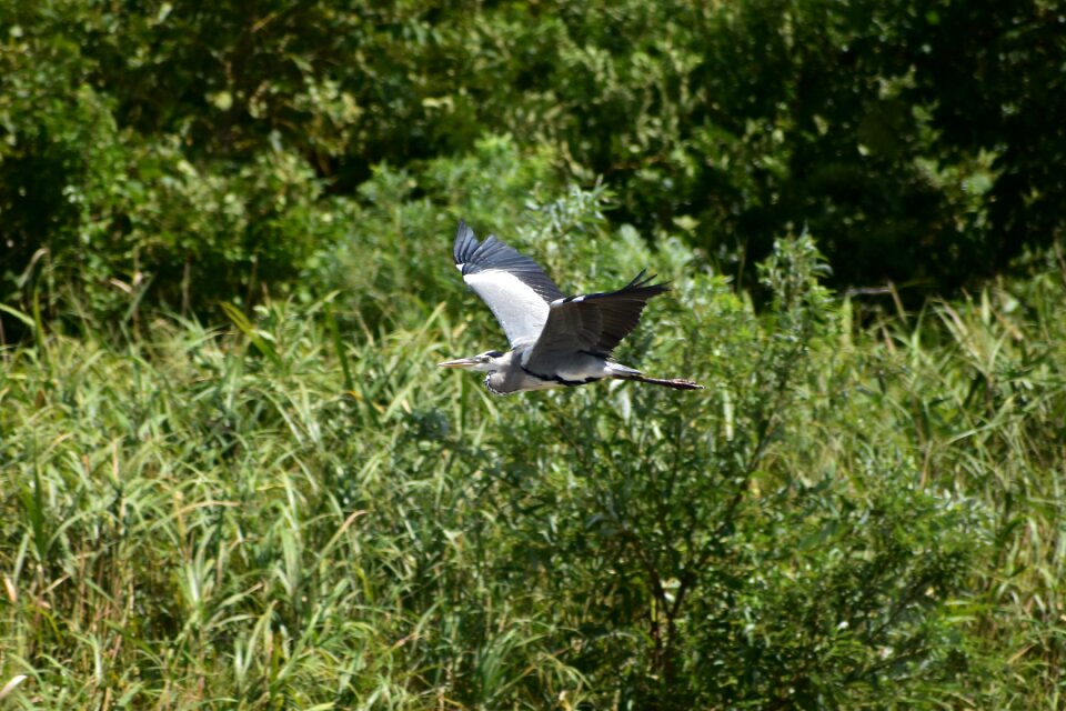 Bird wild birds heron