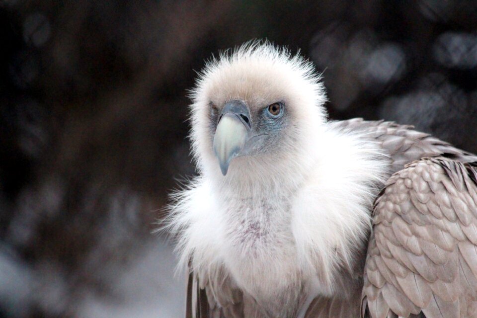 Bird of prey vulture feathered race