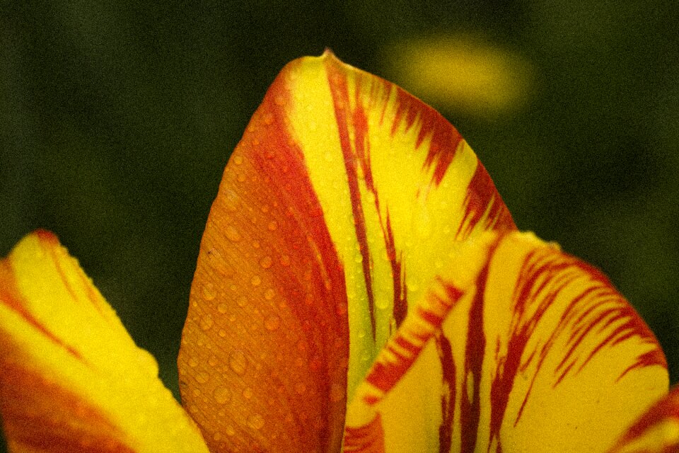 Summer leaf bright