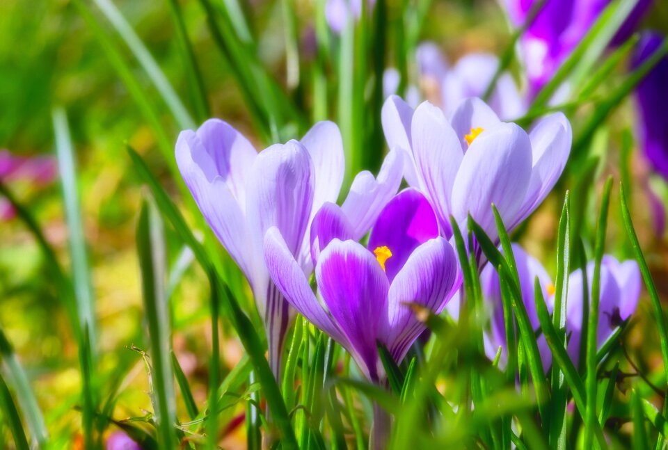 Bloom violet plant