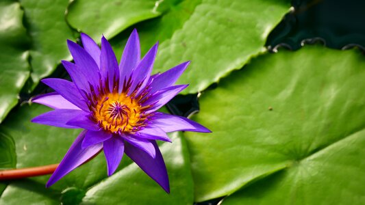 Flower summer blooming