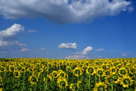 Horizon wide yellow