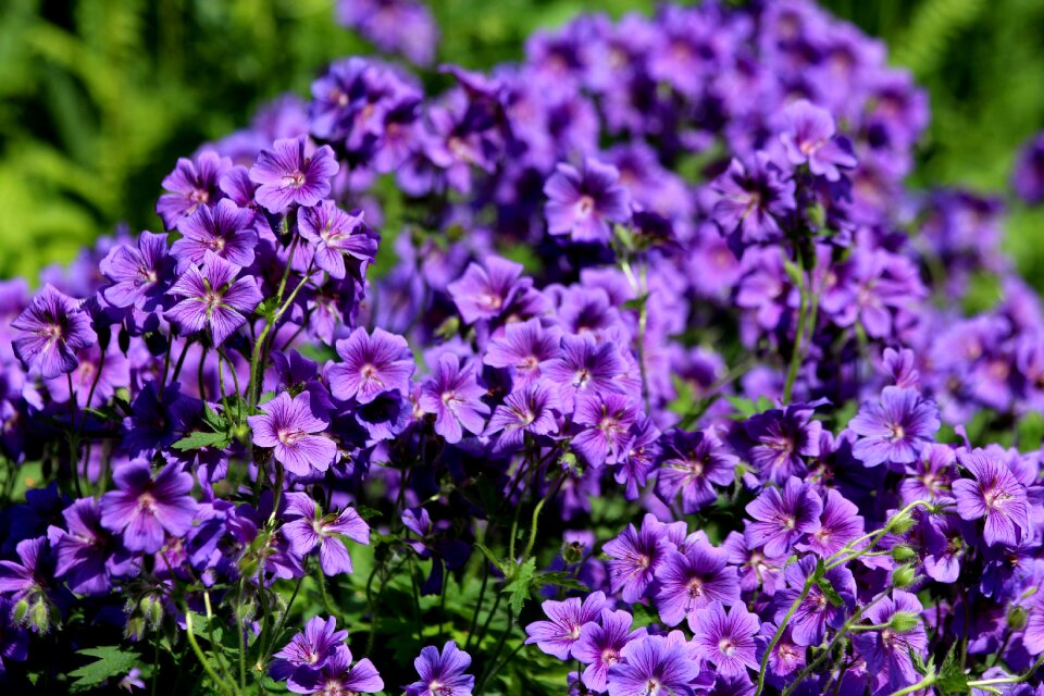 Bright plant nature