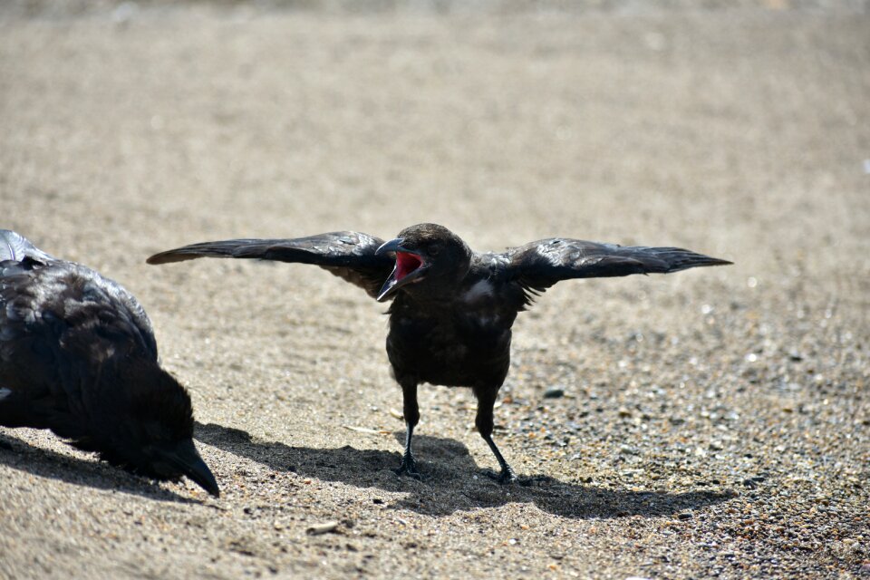 Wild birds crow the juveniles
