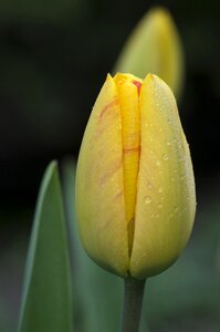 Leaf tulip bright photo