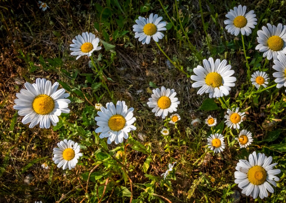 Nature edge of the woods flowers