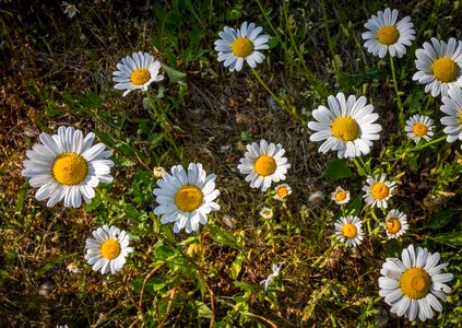 Nature edge of the woods flowers