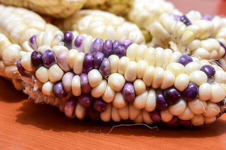 Agriculture gastronomy harvest