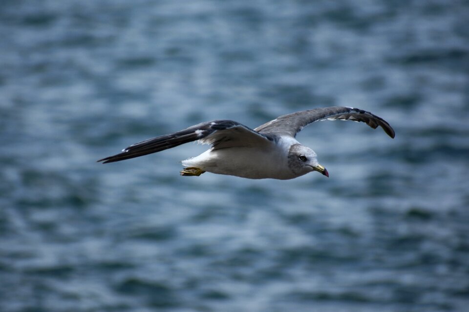 Wild birds sea gull seagull