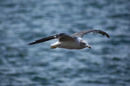 Wild birds sea gull seagull photo