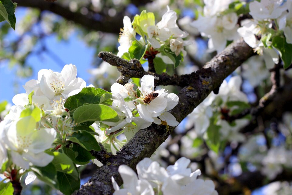 Season spring apple blossom