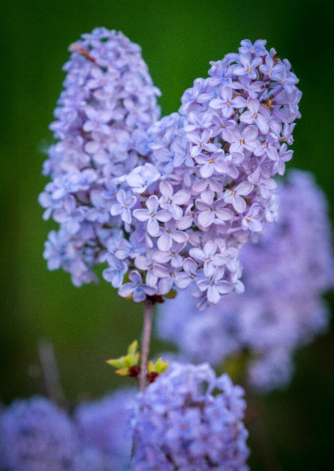 Violet purple bush