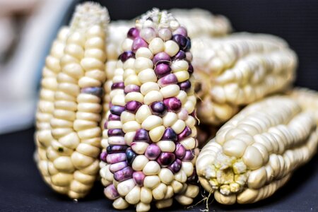 Agriculture gastronomy harvest