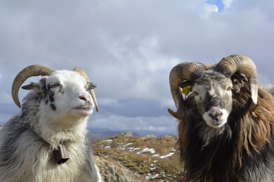 Mammal pasture horns
