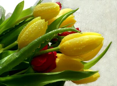 Yellow colorful flowers close up