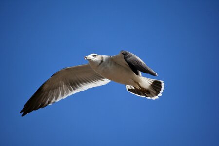 Wild birds sea gull seagull photo