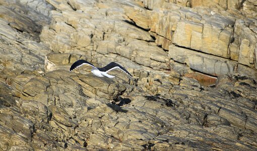 Cliff flight avian