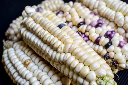 Agriculture gastronomy harvest