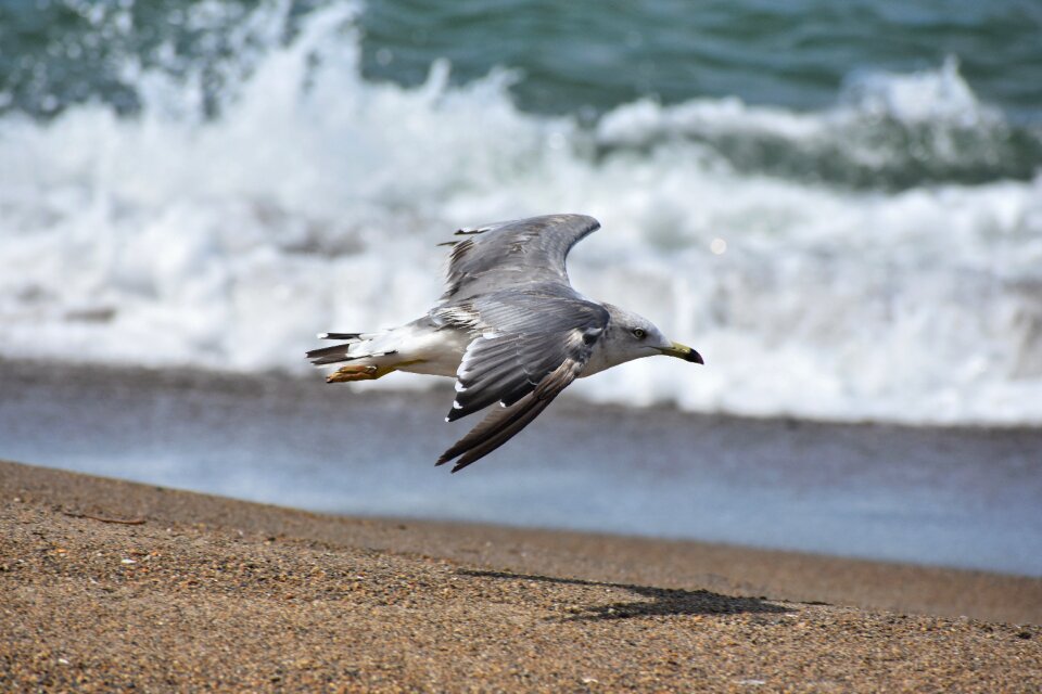 Wave bird wild birds