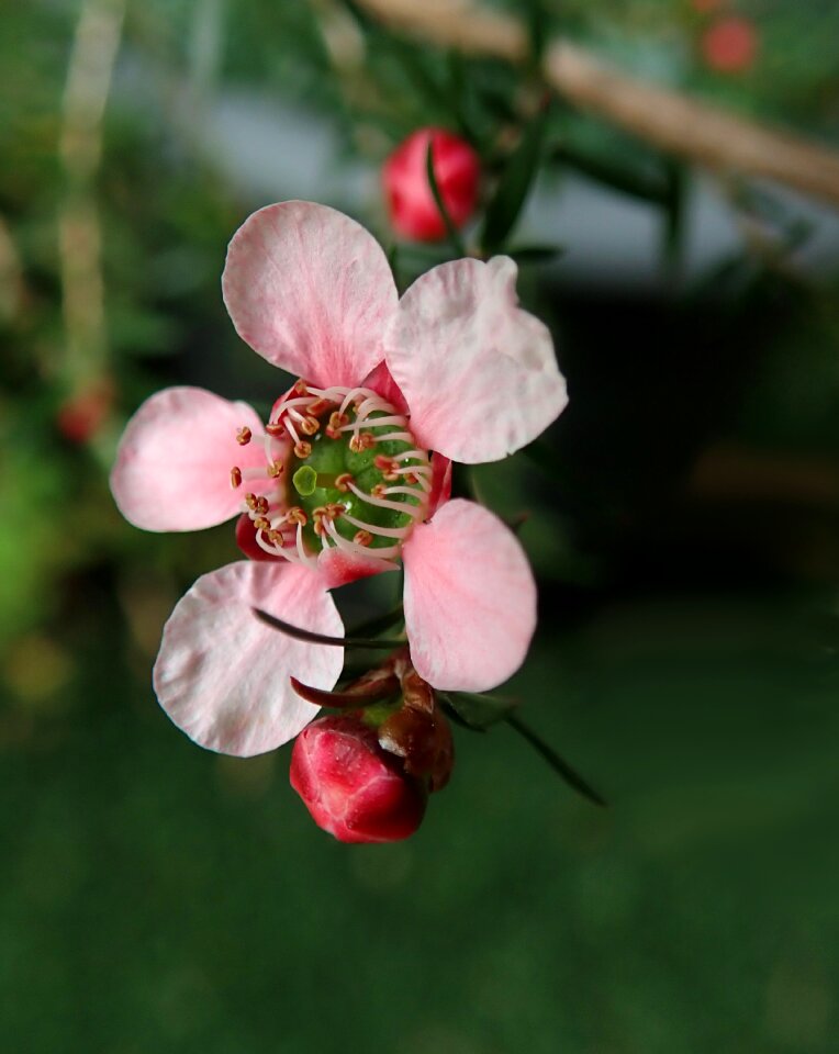 Native plant nature