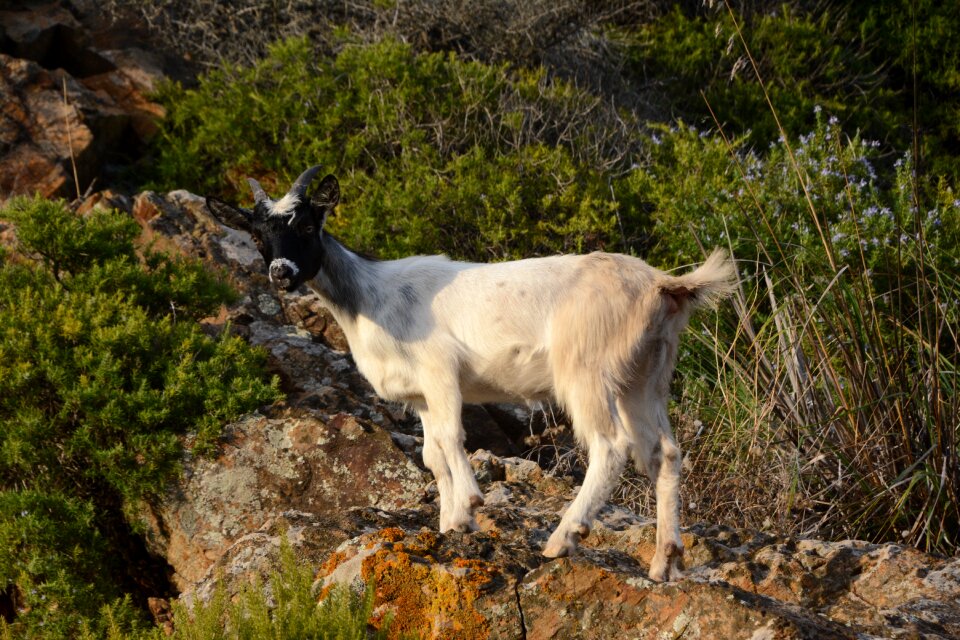 Horns mouflon elba island