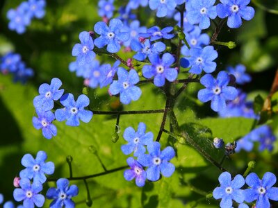 Forget me not blue flower flowers photo