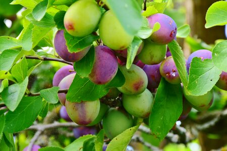 Fruits violet branch