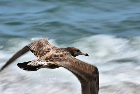 Bird wild birds sea gull photo
