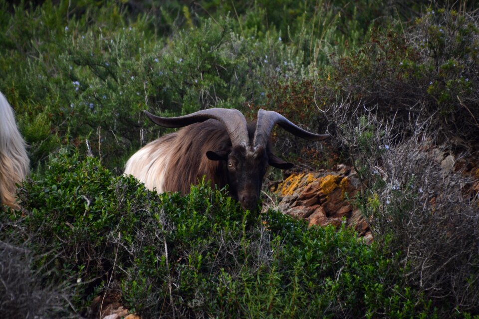 Horns mouflon elba island