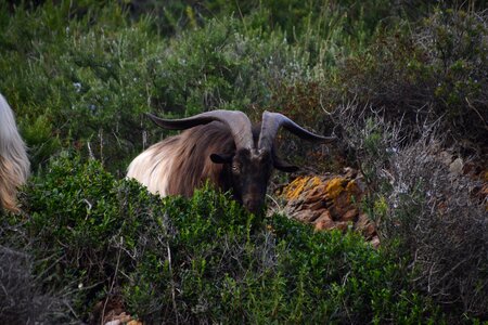 Horns mouflon elba island photo