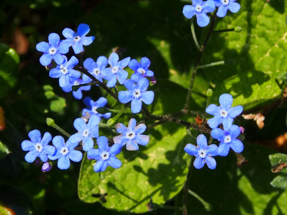 Forget me not blue flower flowers