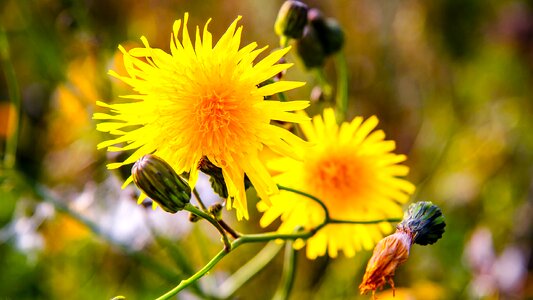 Colorful bloom nature
