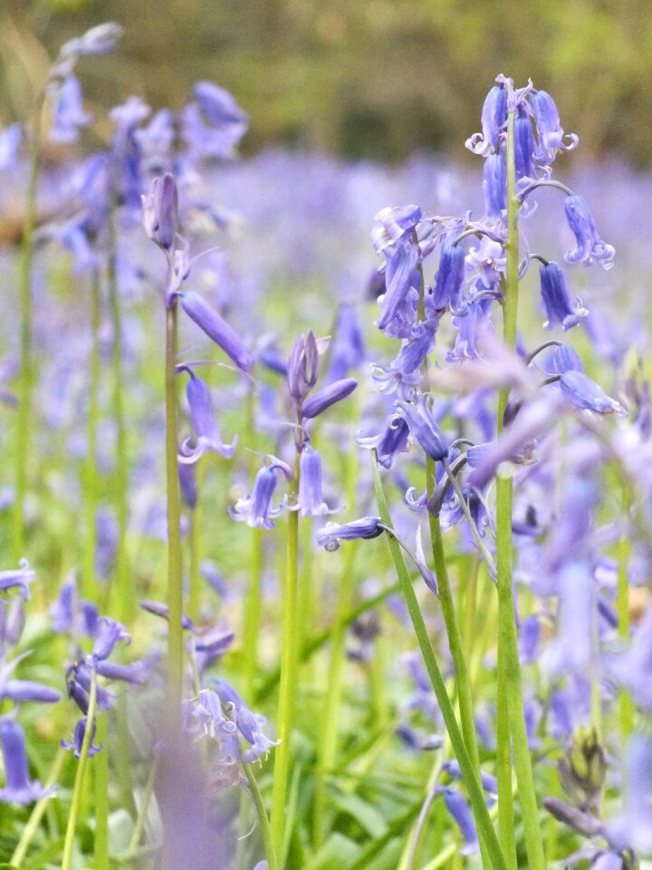 Summer outdoors bluebell