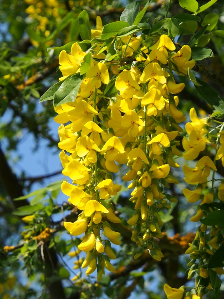 Laburnum spring flowers