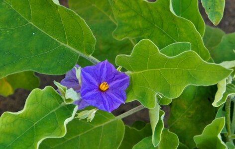 Blossom bloom eggplant flower