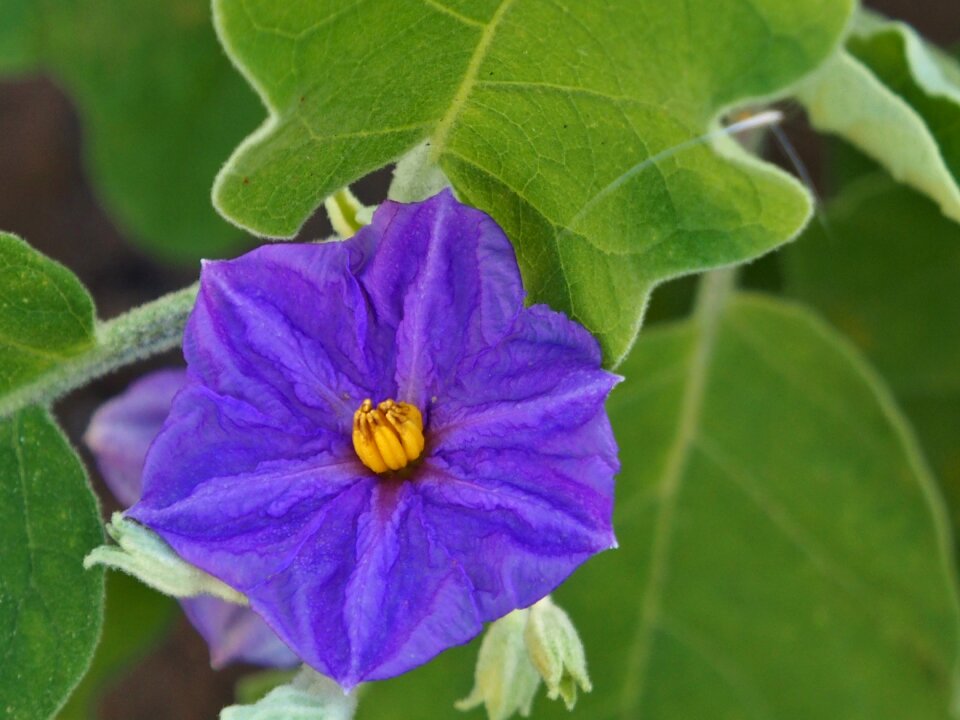 Blossom bloom eggplant flower