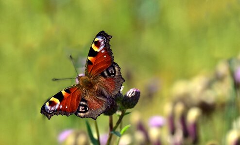 Peacock butterfly insect close up