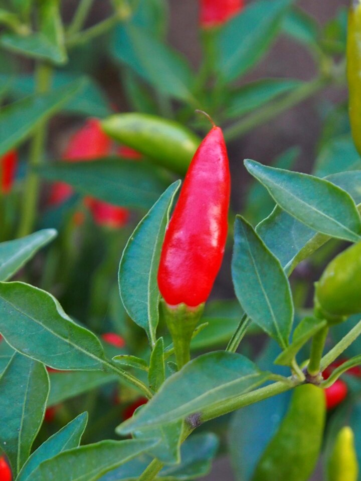 Green spice food