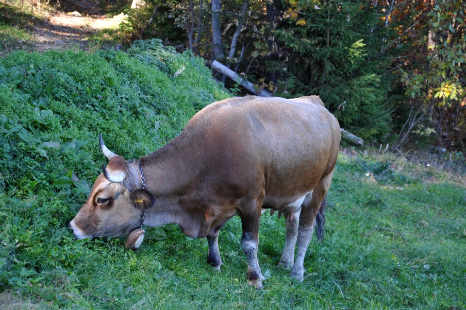 Cow eating grass the horn of africa grass photo