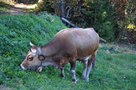 Cow eating grass the horn of africa grass