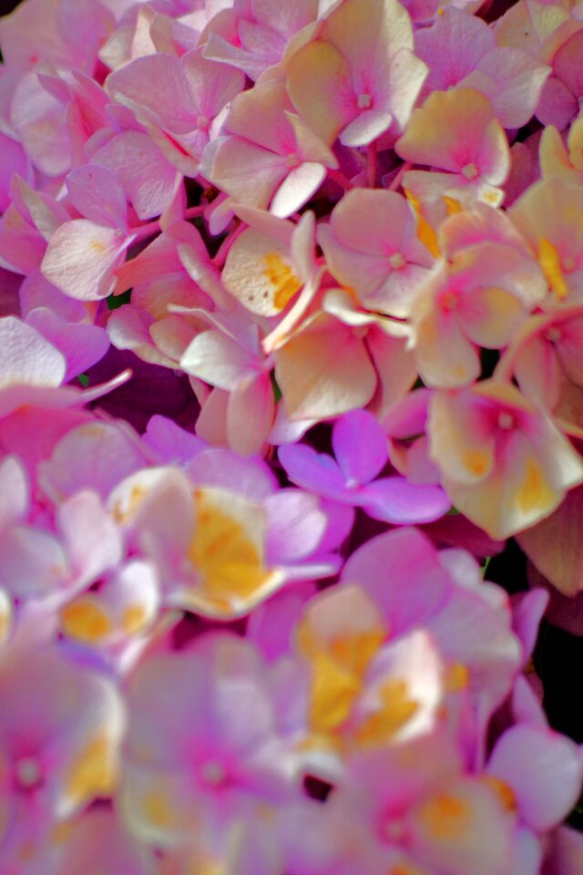 Garden flower blossom