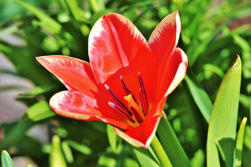 Bloom bloom flower