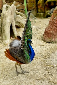 Pride colorful plumage photo