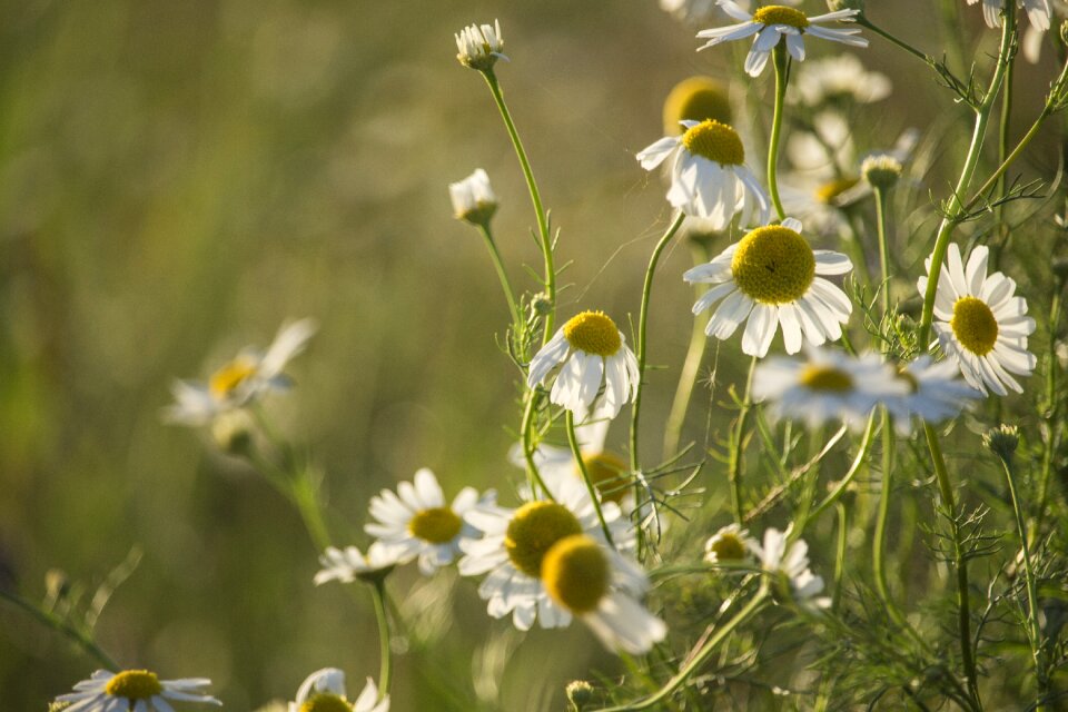 Heat summer meadow