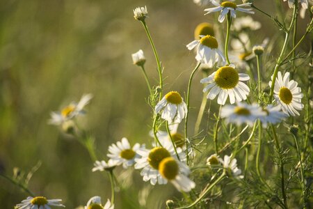 Heat summer meadow photo