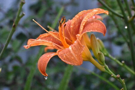 Rain bloom nature