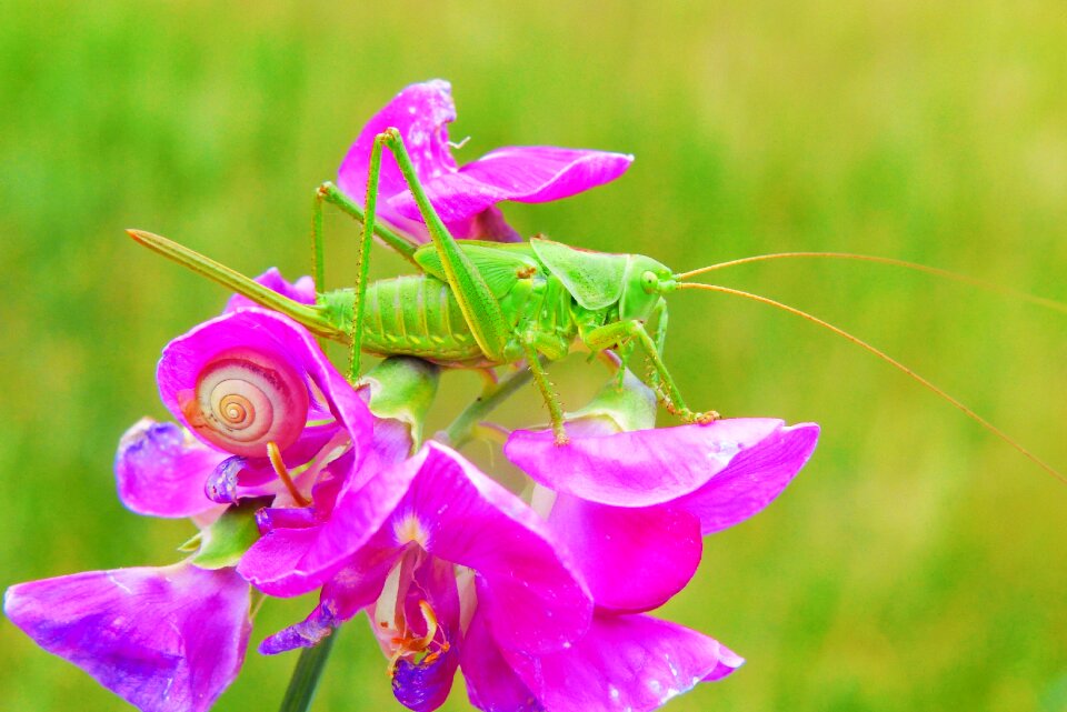 Flower animals insect