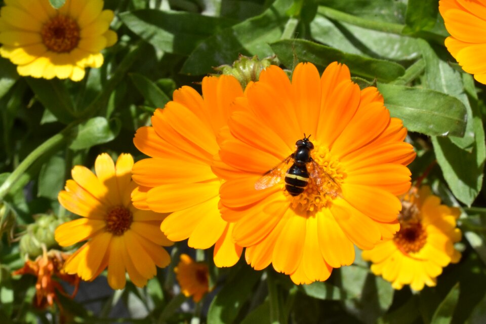 Insect pollination orange