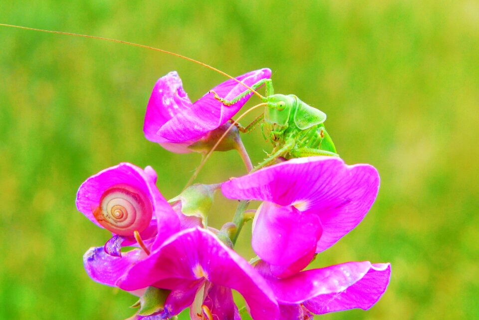 Flower animals nature