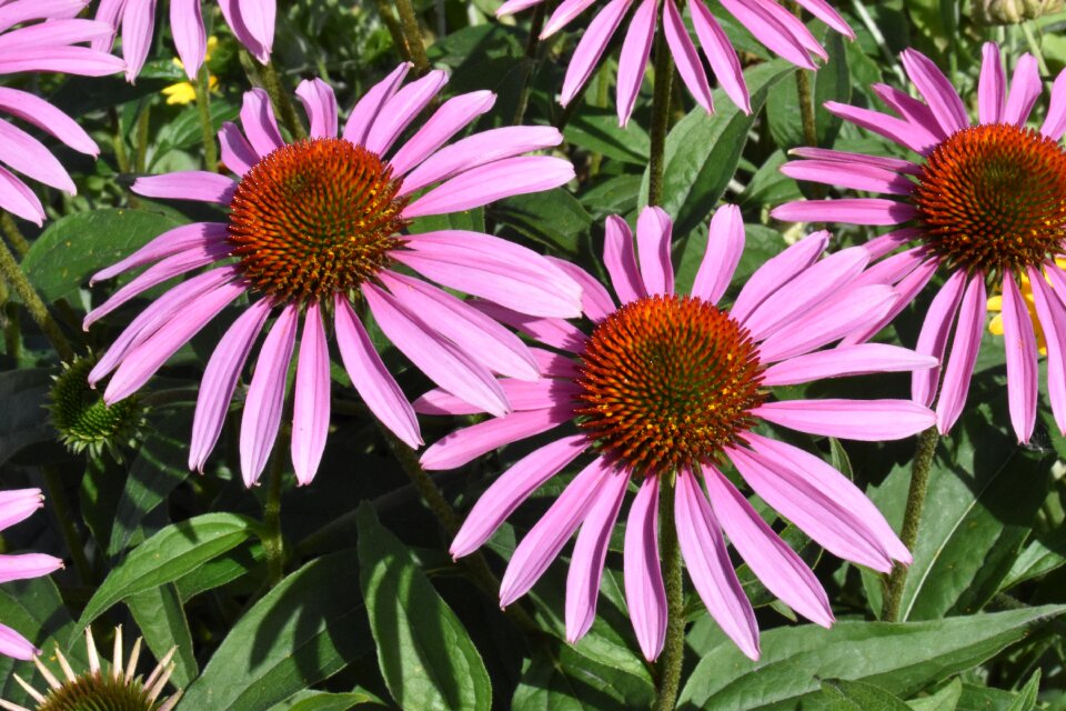 Summer flowers nature